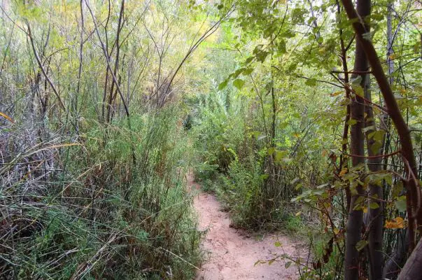 Trail im Negro Bill Canyon
