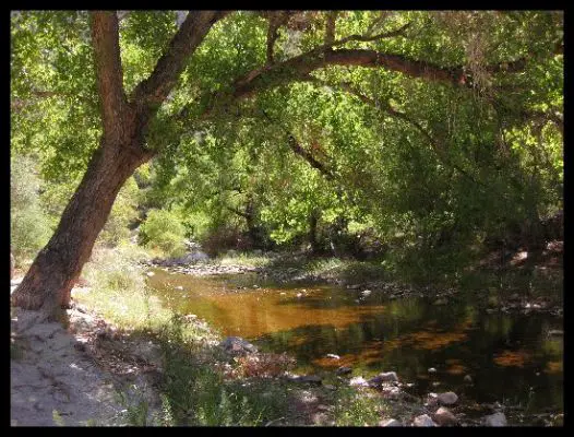 Sabino Canyon Creek
