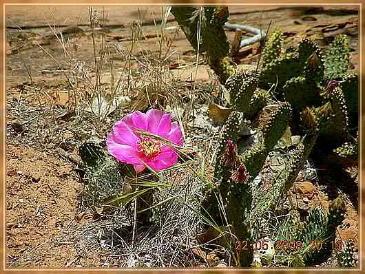 pink Kaktus
