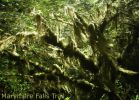 Marymere Falls Trail