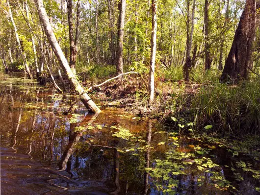 Swamp2.jpg