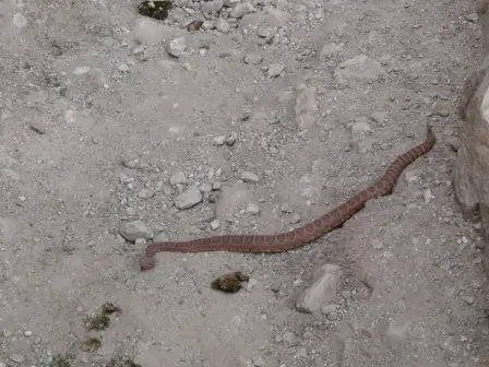 Rattle Snake
