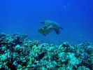 Maui Diving Sea Turtles