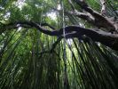 Maui_Pipiwai_Trail_Bamboo.jpg