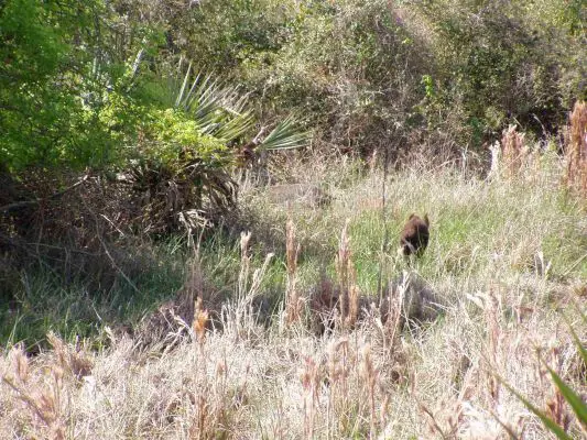 Wildes_Schwein
Wildschwein im Aransas National Wildlife Refuge
