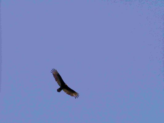 Raubvogel
Im Aransas National Wildlife Refuge (weiß jemand, was das für einer ist?)
Schlüsselwörter: Aransas