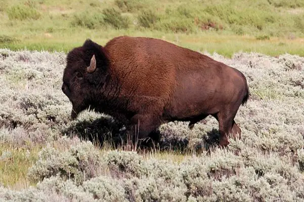 Bison
Schlüsselwörter: Bison Yellowstone 