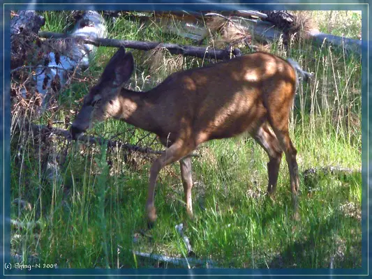 Mule Deer
