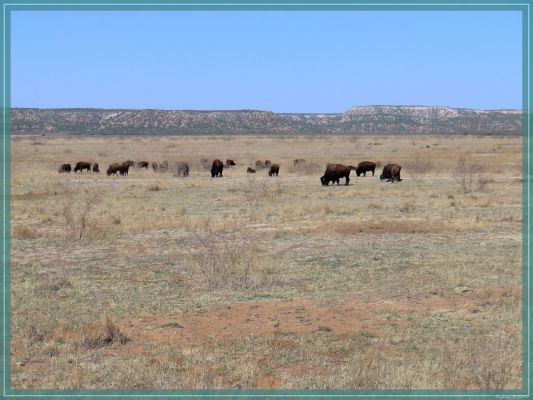 Texas Caprock Canyons State Park
