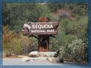 Sequoia Schild