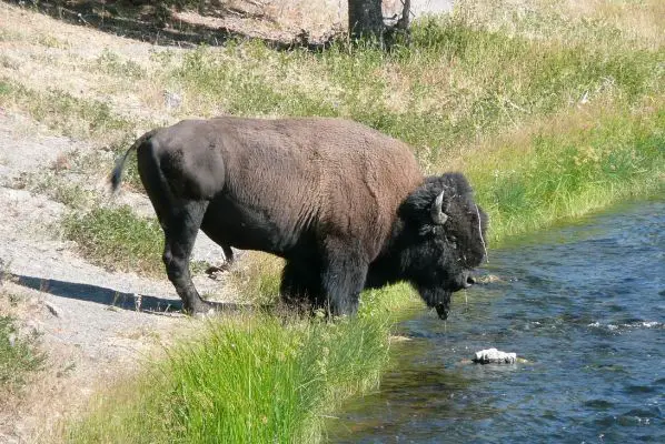 Durstiger Bison am Midway Geyser Basin Yellowstone NP
Schlüsselwörter: Bison Büffel USA Yellowstone Tier