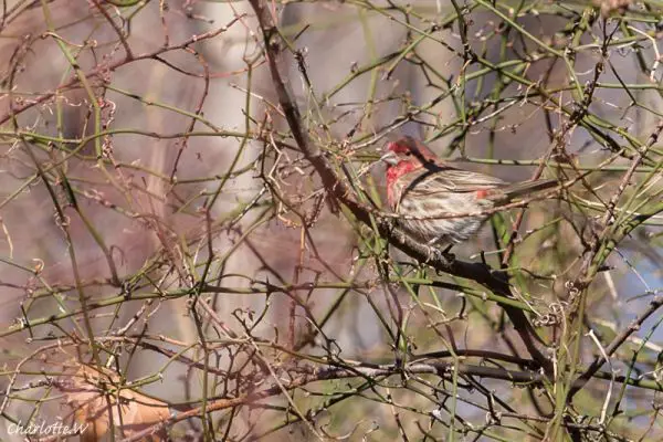 House Finch
