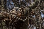 JBW-Great Horned Owl