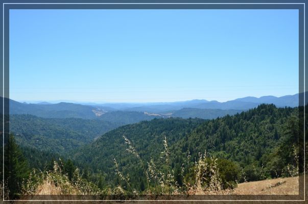 comp_california-redwoods_048.jpg