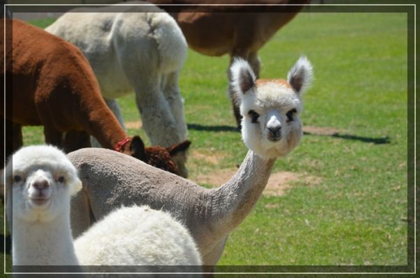 Alpacas
