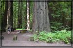 comp_california-redwoods_006.jpg