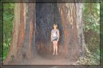comp_california-redwoods_017.jpg
