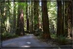comp_california-redwoods_040.jpg