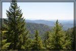 comp_california-redwoods_045.jpg